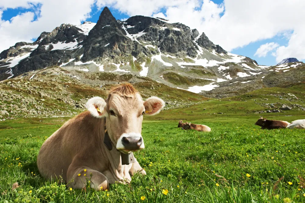 Vaches en pâturage