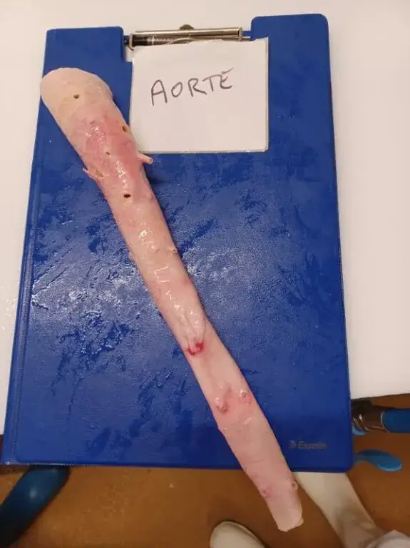 Fine French Food - Abats de viande de qualité (3)